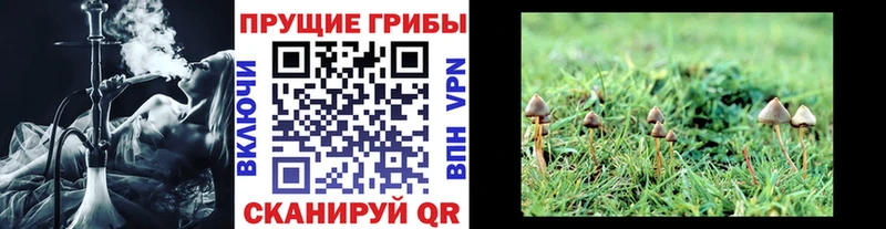 Псилоцибиновые грибы Psilocybe  Югорск 